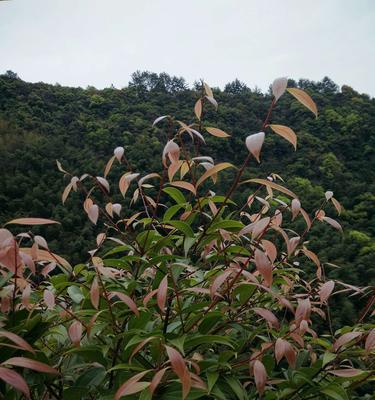 甘棠之意——生命的坚韧与重要性（探究甘棠在文化象征中的意义与价值）