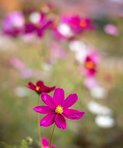 格桑花（探寻格桑花背后的文化意义与历史传承）