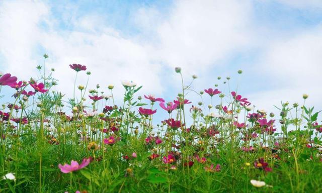 格桑花（探寻格桑花的寓意与象征）