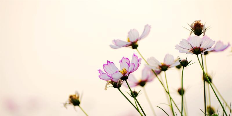 格桑花风水（揭示格桑花的风水福利）