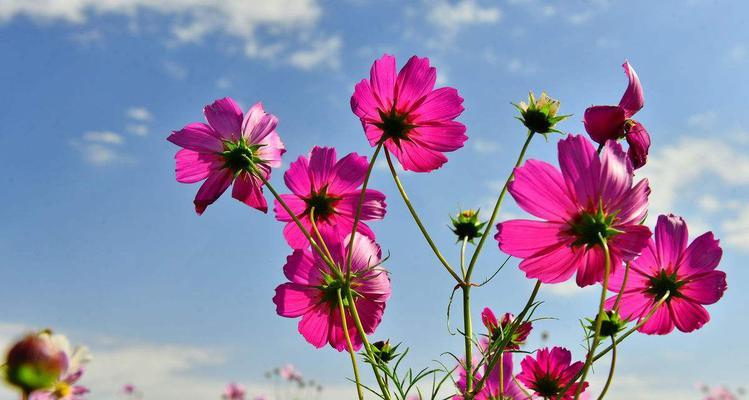 格桑花风水（揭示格桑花的风水福利）