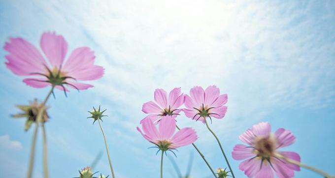 格桑花风水（揭示格桑花的风水福利）