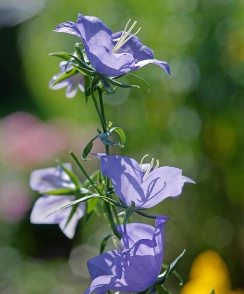 以梗菊的花语与寓意（揭示梗菊花语的隐含含义）