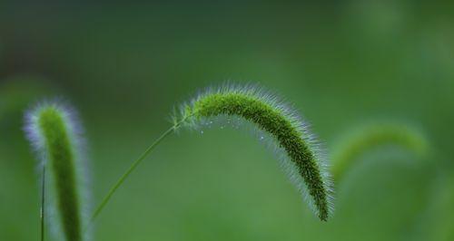 狗尾巴草的花语与寓意（了解狗尾巴草的花语）