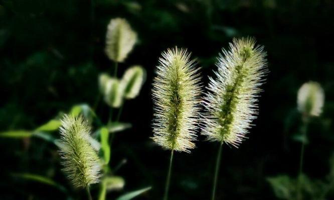 狗尾巴花的象征意义——探寻自由与拥有的平衡（揭秘狗尾巴花的多重寓意及其对人类生活的启示）