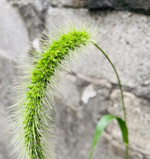 探索狗尾巴花的花语之美（狗尾巴花的神秘花语解析及其象征意义）