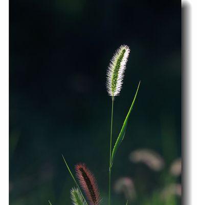 狗尾草的花语与爱情的含义（狗尾草的花语寓意深远）