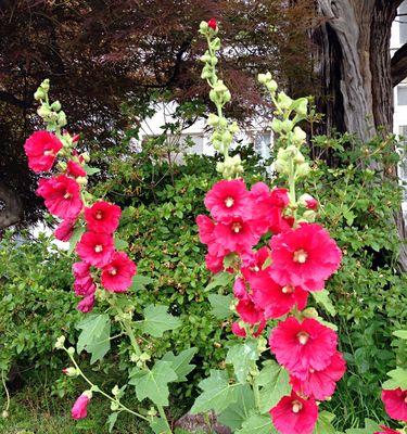 广元市的市花——牵牛花的美丽与寓意（探寻广元市花牵牛花的意义与特点）