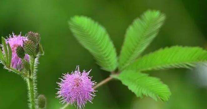 含羞草的花语与鲜花语言（神秘的含羞草）