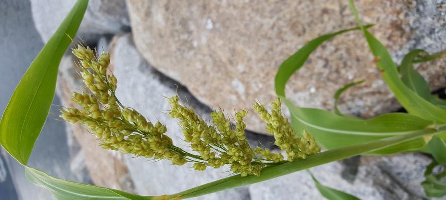 禾本科植物品种与特点（禾本科植物分类及特点一览）