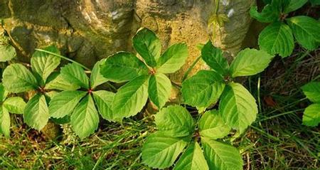 玛卡种植的适宜环境和条件（了解玛卡生长的地理特点）