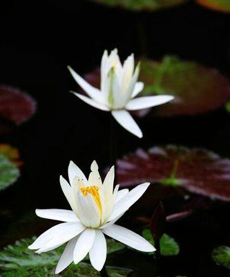 黑色莲花的象征意义及内涵解析（以黑色莲花为主题的神秘与纯洁的并存）