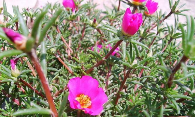 马鞍山市花——梅花，背后的故事（探寻梅花在马鞍山文化中的地位和意义）