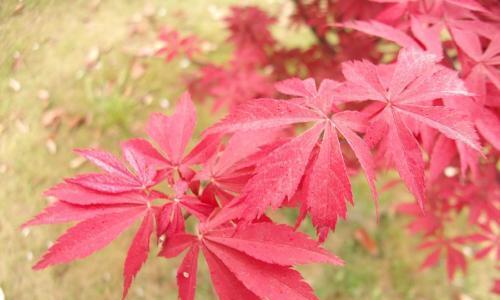 红枫花的花语与寓意（枫叶红）