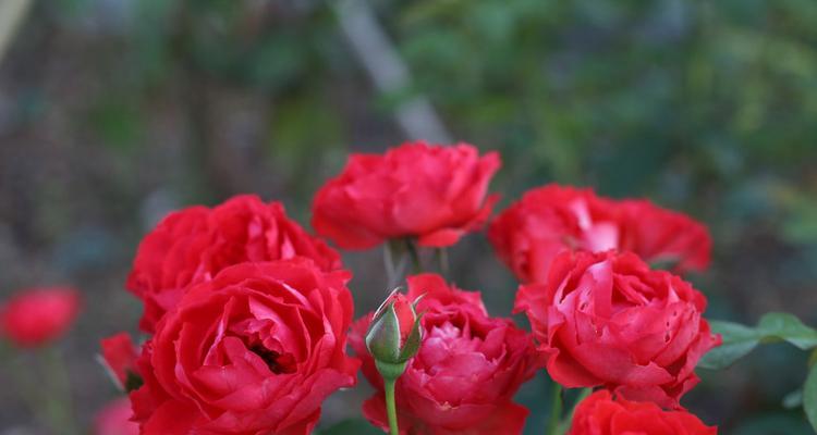 红色月季花语（红色月季花语的含义及传递给我们的寓意）