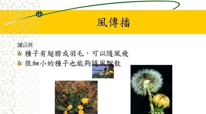 马齿苋种子发芽全指南（从选种到萌芽）