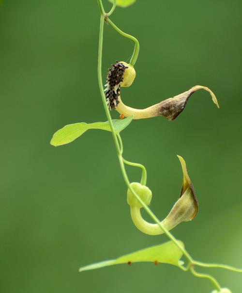 马兜铃科植物（探究马兜铃科植物的种类、药用和毒性）