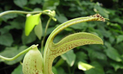 马兜铃科植物（探究马兜铃科植物的种类、药用和毒性）