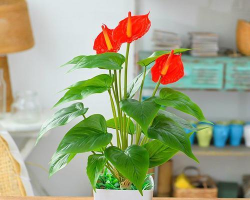 红掌风水的祥瑞寓意与作用（红掌风水的影响力与传统文化价值）