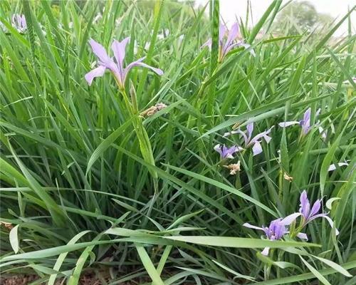 马兰花的盆栽方法（打造室内美景）