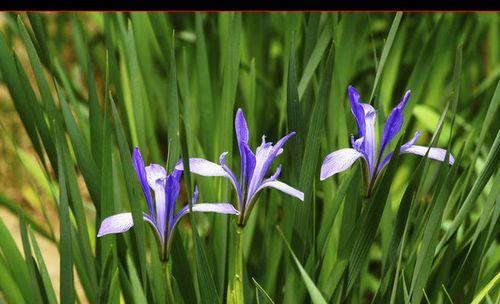 马兰花开花次数及生长特点（探究马兰花开花规律）