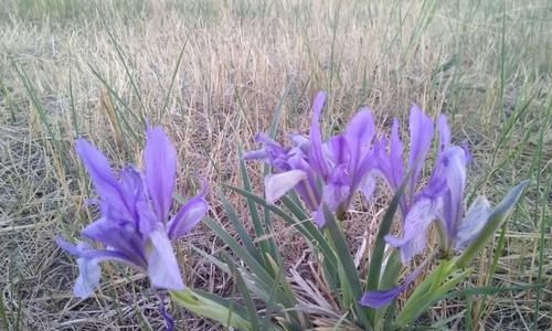 马兰花开花次数及生长特点（探究马兰花开花规律）