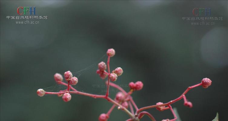 花椒开花的美丽与意义（花椒花开时间）