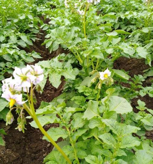 马铃薯的种植方法与时间（从选地到收获）