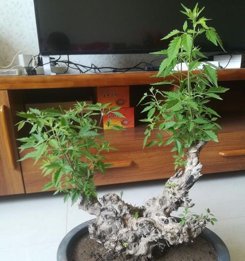 以黄荆盆景的风水寓意与摆放位置（探寻黄荆盆景的吉祥之道）