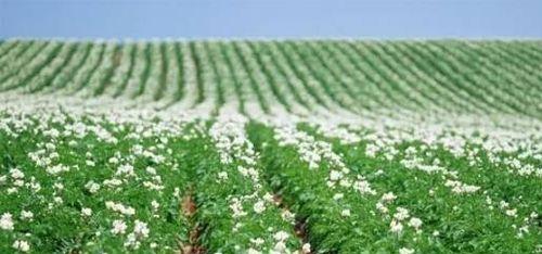 马铃薯种植时间选择（根据生长期来选取最佳种植月份）