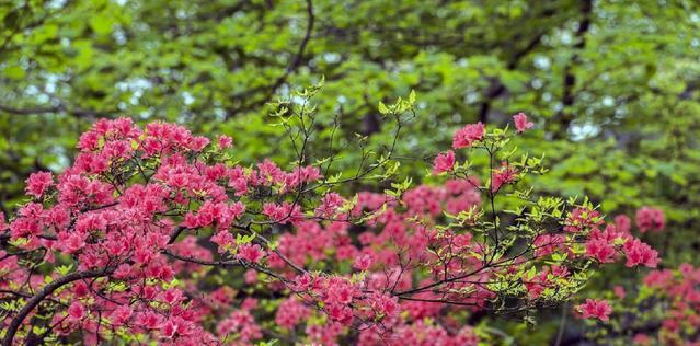 黄山市花杜鹃花的象征与意义（探寻杜鹃花的文化内涵与价值）