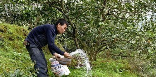 马铃薯种植中的忌氯问题（揭开马铃薯忌氯的真相）