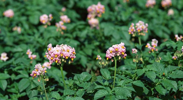 马铃薯自花授粉的真相（揭开马铃薯生殖之谜）