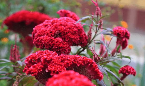 鸡冠花的花语（鸡冠花花语的神秘之美）