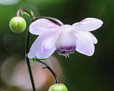 金丝菊花语的神秘魅力（解读金丝菊花的隐藏意义）