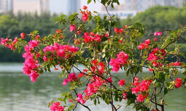 昆山市花——荷花的象征与意义（探寻昆山市花荷花的美丽与深意）