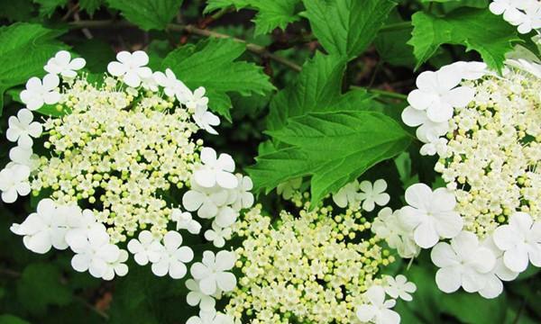 昆山市花——荷花的象征与意义（探寻昆山市花荷花的美丽与深意）