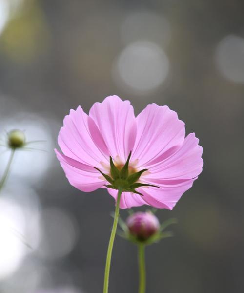 格桑花（格桑花的寓意与的风土人情）