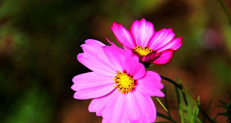 格桑花（格桑花的寓意与的风土人情）