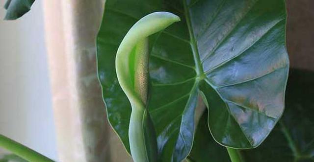 马蹄莲种植方法（从成本、养护、根系、营养等方面对比）