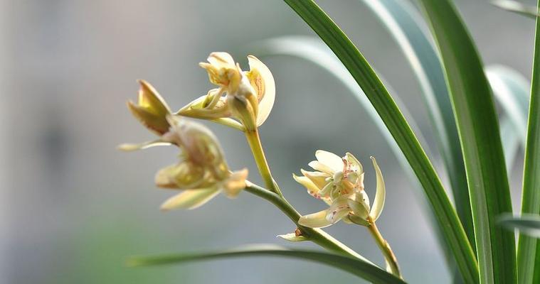 兰花开花的意义及预示（探寻兰花开花背后的含义）