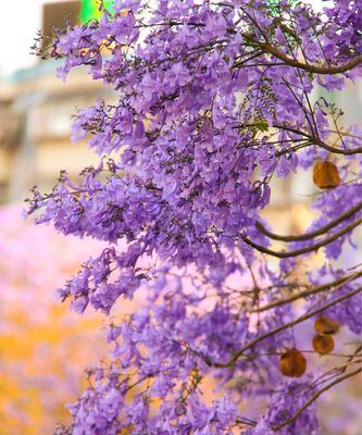 以蓝花楹之花语与寓意（绽放着柔美与希望的蓝色奇迹）