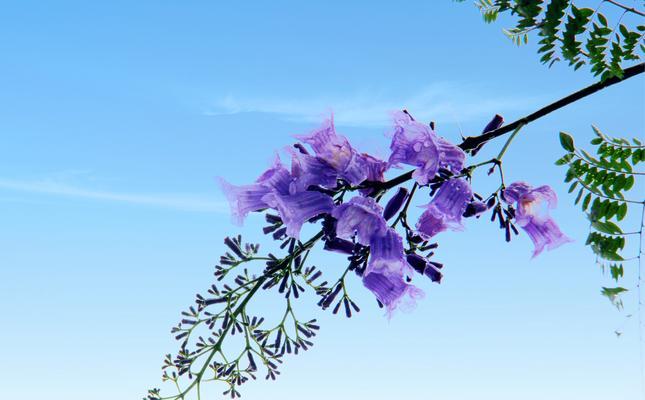 以蓝花楹之花语与寓意（绽放着柔美与希望的蓝色奇迹）