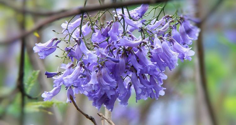 以蓝花楹之花语与寓意（绽放着柔美与希望的蓝色奇迹）