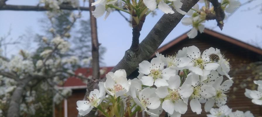 梨花（探寻梨花在文化中的多重象征意义）