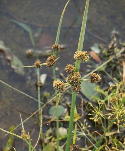 马尾松——一种单子叶植物（了解马尾松）