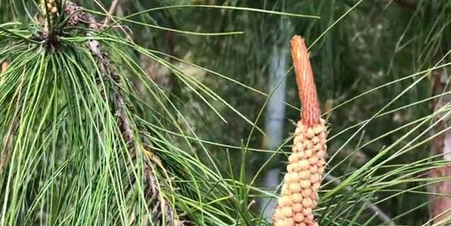 马尾松——草本植物还是木本植物（探究马尾松的植物类型和特点）