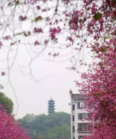 柳州市花洋紫荆的象征与寓意（柳州市花洋紫荆的历史）