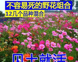 如何正确种植花种子（从购买到成长）