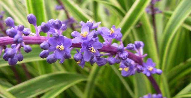 麦冬开花季节及其特点（探秘麦冬花期）